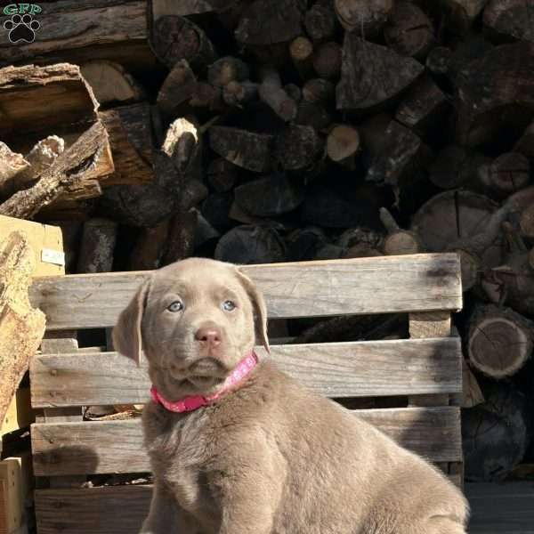 Carly, Silver Labrador Retriever Puppy